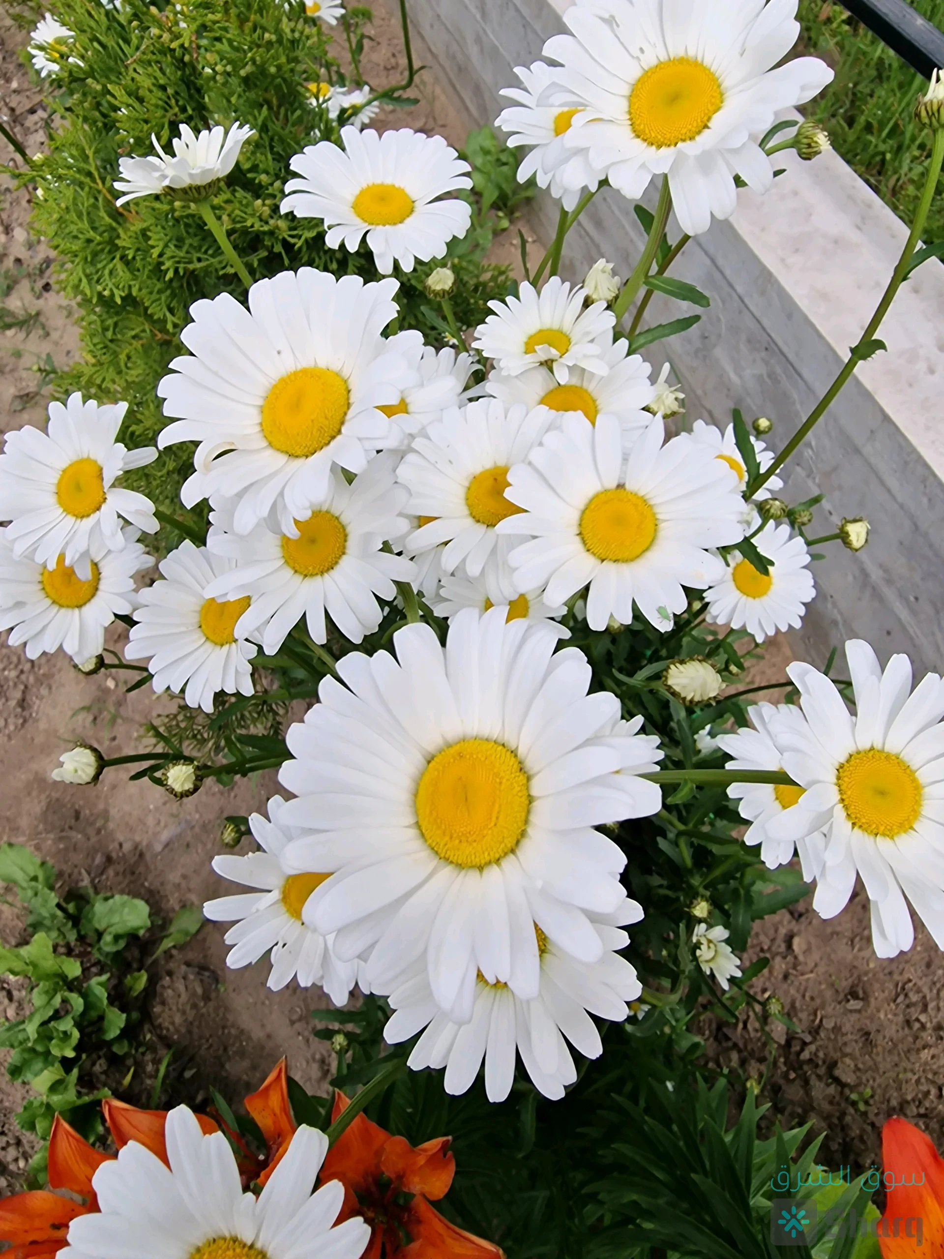 Саженцы ромашки